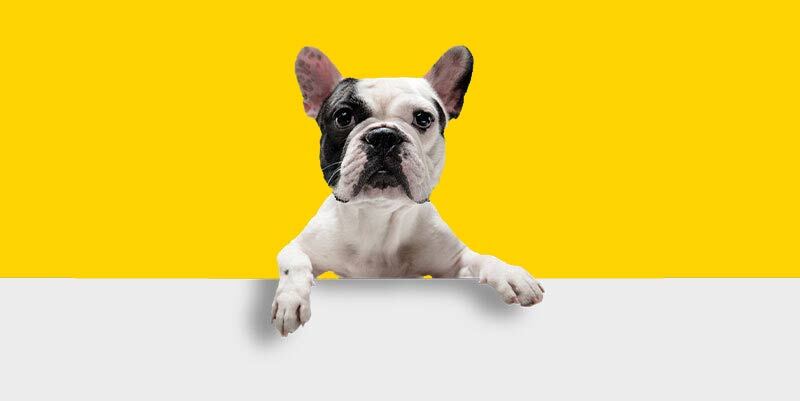 Seguro para mascotas, perros y gatos
